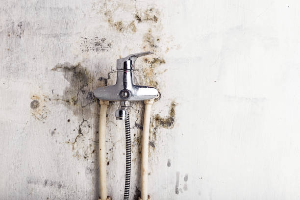 Best Fast Mold Removal  in Fort Wayne, IN