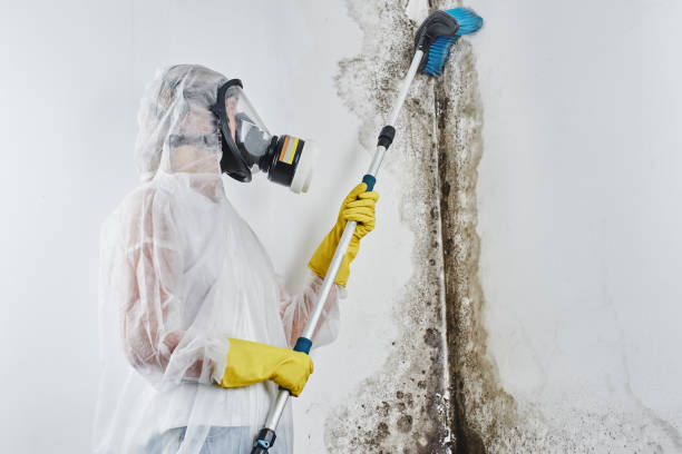 Best Toxic Mold Removal  in Fort Wayne, IN