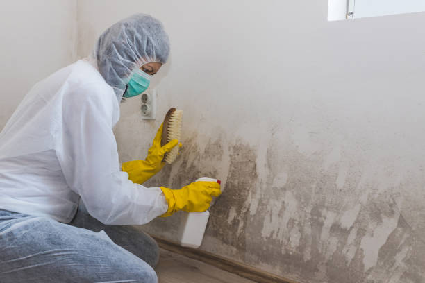 Professional Mold Removal in Fort Wayne, IN