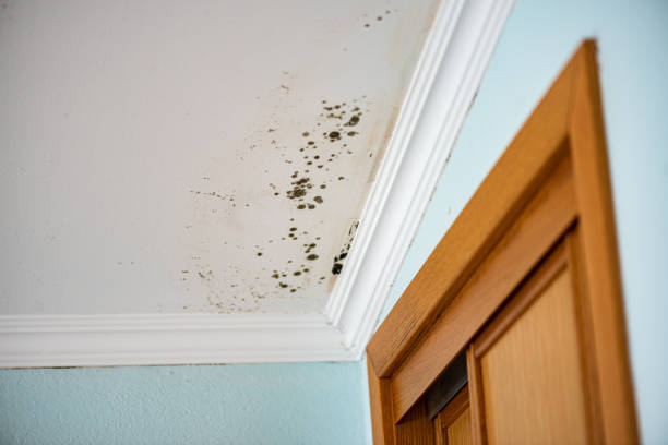 Home Mold Removal in Fort Wayne, IN