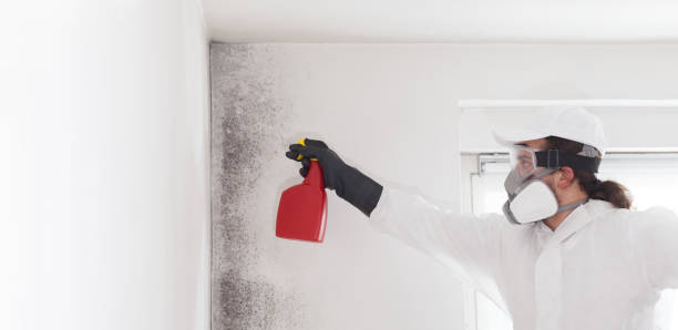 Best Commercial Mold Removal  in Fort Wayne, IN