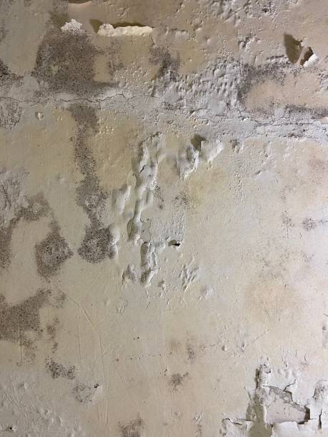 Best Office Mold Removal Services  in Fort Wayne, IN
